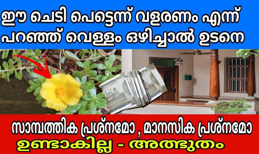 ജീവിതത്തിൽ ഉണ്ടാകുന്ന സാമ്പത്തിക ബുദ്ധിമുട്ടുകൾ ഇല്ലാതാക്കാൻ വീടിൻറെ മുൻവശത്ത് ഈ ചെടി വെച്ചാൽ മതി…