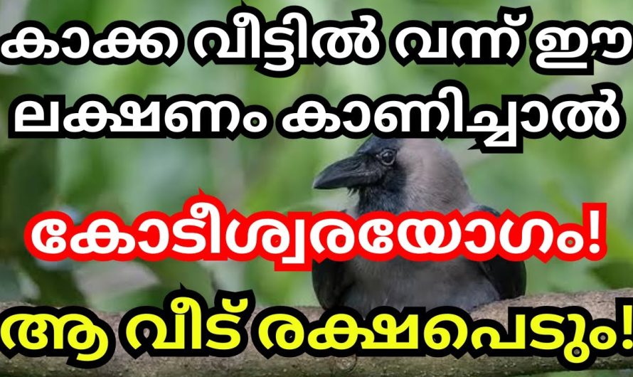 കാക്ക വീട്ടിൽ വന്ന് ഈ ലക്ഷണം കാണിച്ചാൽ ആ വീട്ടിലുള്ളവർക്ക് കോടീശ്വര യോഗം വന്നുചേരാൻ പോകുന്നു