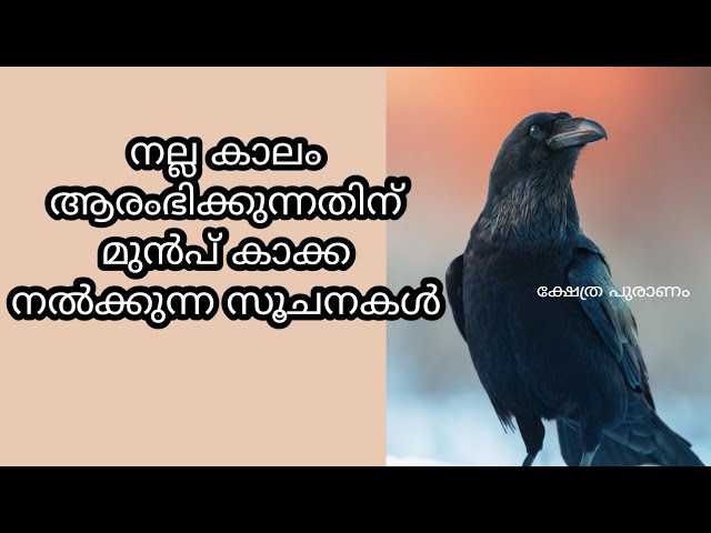 കാക്കകൾക്ക് നിത്യവും ആഹാരം നൽകിയാൽ ജീവിതത്തിൽ അഭിവൃദ്ധിയും ഐശ്വര്യങ്ങളും ഉണ്ടാവും.. വിശദമായ അറിയാം…