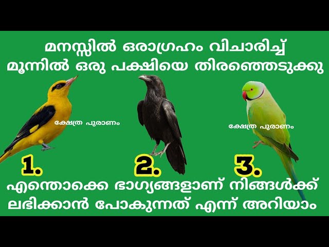 ഈ മൂന്ന് കിളികളിൽ ഒരെണ്ണം തെരഞ്ഞെടുത്താൽ നിങ്ങളുടെ ജീവിതത്തിൽ വന്ന് ചേരാൻ പോകുന്ന ഭാഗ്യങ്ങളെ കുറിച്ച് അറിയാം…