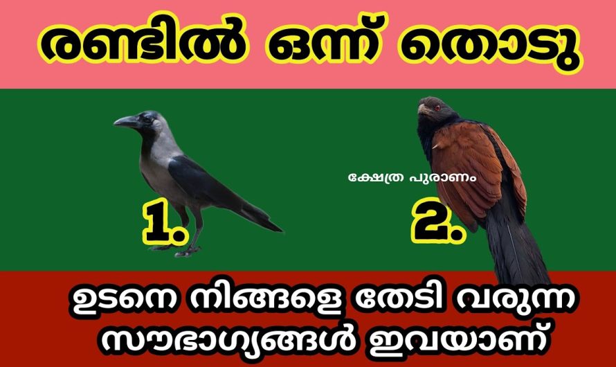 ഇവിടെ നൽകിയിരിക്കുന്ന രണ്ട് ചിത്രങ്ങളിൽ ഒരെണ്ണം തിരഞ്ഞെടുത്താൽ നിങ്ങളുടെ ജീവിതത്തിൽ വന്നുചേരാൻ പോകുന്ന മഹാഭാഗ്യങ്ങളെക്കുറിച്ച് മുൻകൂട്ടി അറിയാം…