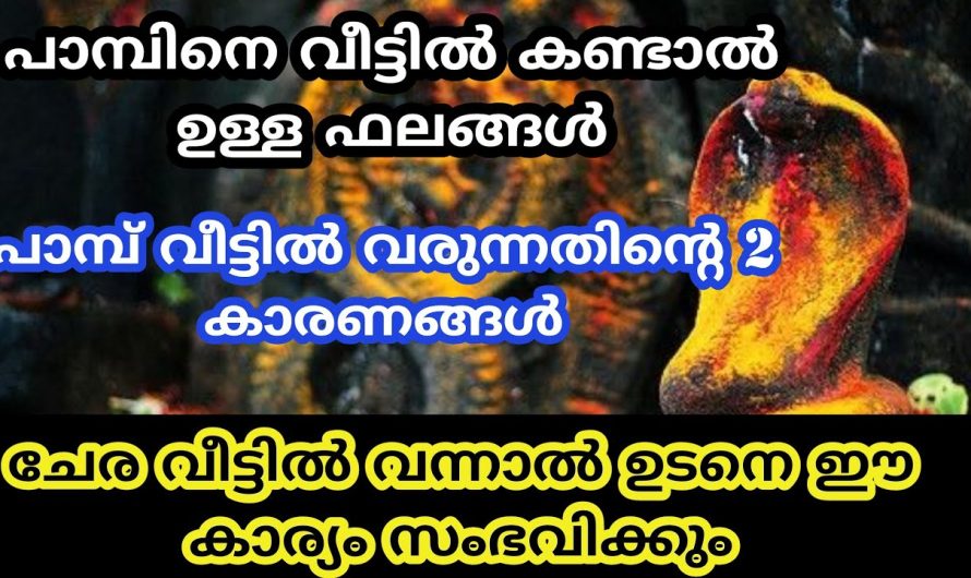 പാമ്പുകൾ വീട്ടിലേക്ക് വരുന്നതിനു പിന്നിലെ കാരണങ്ങളെക്കുറിച്ചും സൂചനങ്ങളെക്കുറിച്ചും അറിയാം…