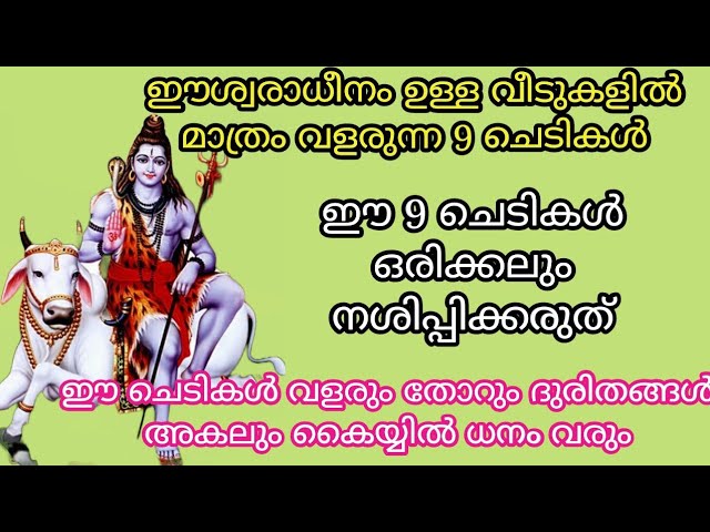 ഈ പറയുന്ന 9 ചെടികൾ നിങ്ങളുടെ വീട്ടിൽ വളരുന്നുണ്ടെങ്കിൽ ഉറപ്പിക്കാം വീട്ടിൽ ഈശ്വര സാന്നിധ്യവും അനുഗ്രഹവും ഉണ്ട് എന്ന്…