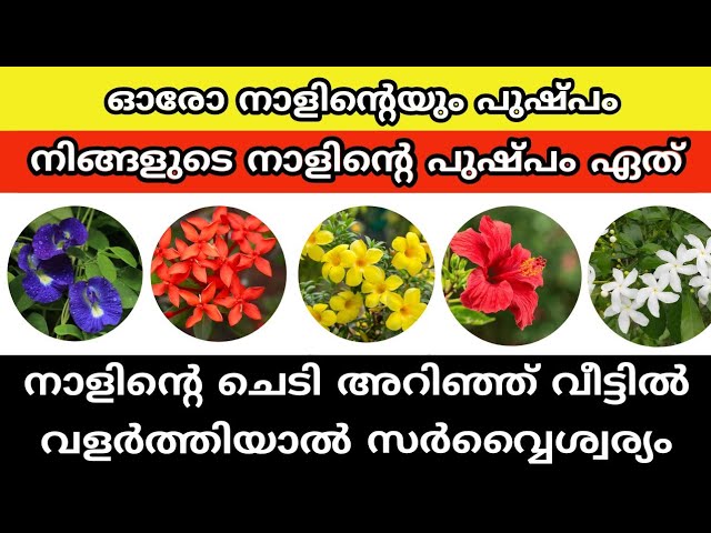 ഈ പറയുന്ന നക്ഷത്രക്കാർ ഇവിടെ പറയുന്ന ചെടികൾ വീട്ടിൽ നട്ടുവളർത്തിയാൽ സകലവിധ സൗഭാഗ്യങ്ങളും ഉണ്ടാകും…