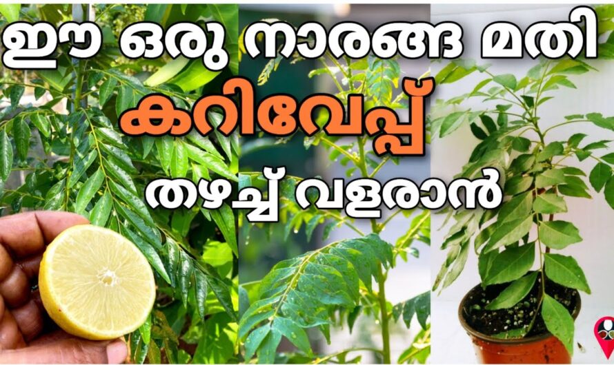 Curry neem will now flourish like a forest! 5 magical techniques that you can try at home